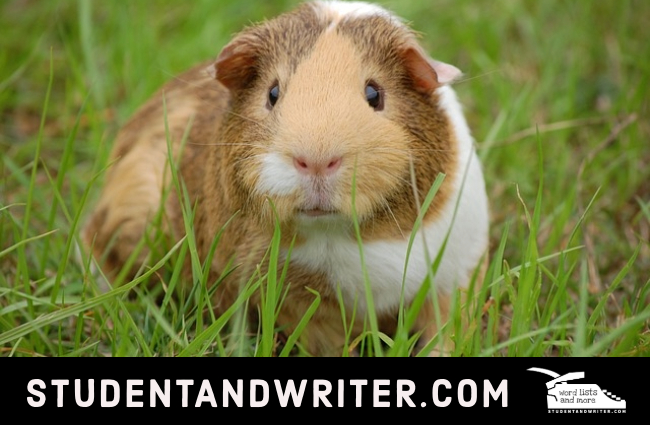 A superb list of&nbsp;pronouns