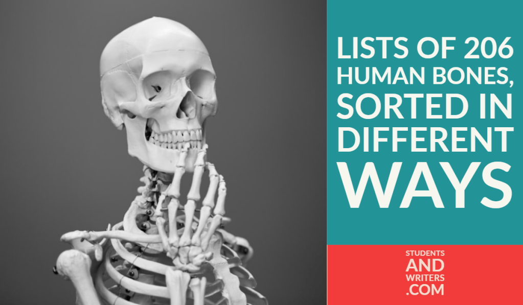 Lists of 206 human bones, sorted in different&nbsp;ways