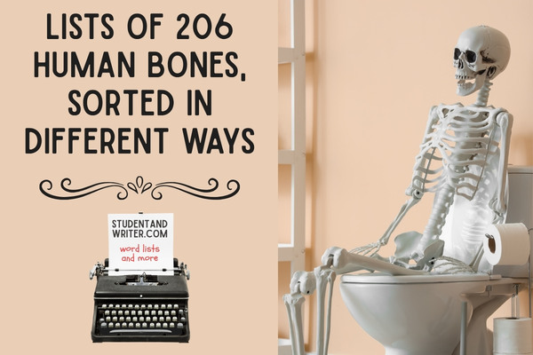 Lists of 206 human bones, sorted in different&nbsp;ways